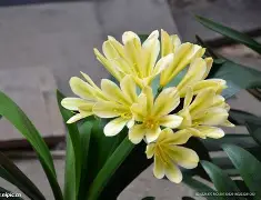 亚博彩票- 底特律电力 